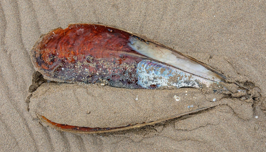 NANOGICE INSPIRIRANE PLEMENITOM PERISKOM- otkrijte ljepotu Jadrana